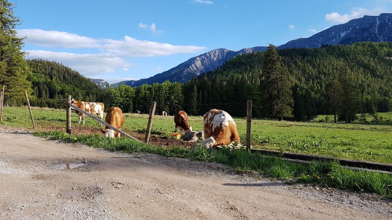 Ferienwohnungen Mamauwiese Gutenstein Dış mekan fotoğraf