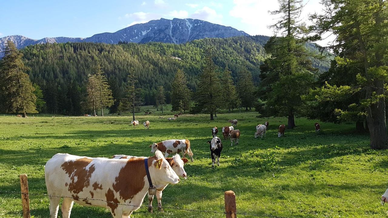 Ferienwohnungen Mamauwiese Gutenstein Dış mekan fotoğraf